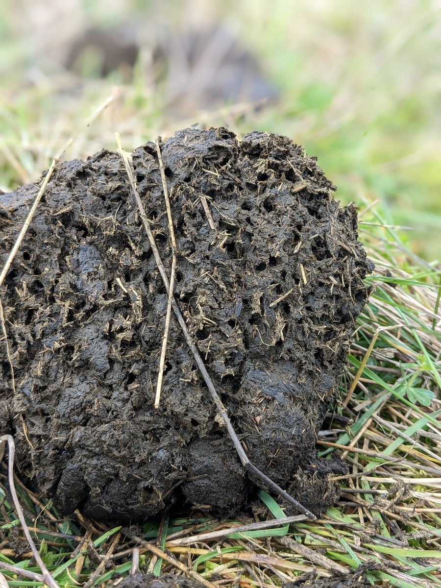 oinkandudder's tweet photo. Anyone else excited by cow poo??? Look at all those dung beetle holes! #kent #canterbury #kentdowns #nffn #naturefriendlyfarming #rbst #nativecattle https://t.co/6IN3NH2AEA