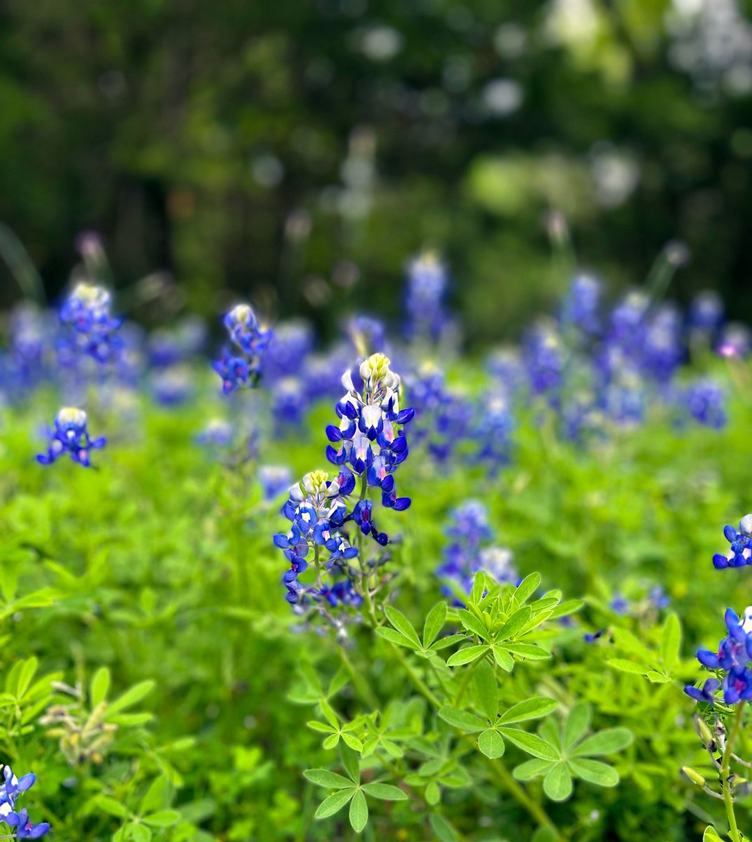 Photo of bluebonnets in Palestine, Texas. With the end of the bluebonnet season fast approaching, we thought we'd showcase them one more time. @palestinetx

📸 by Megan Hogan