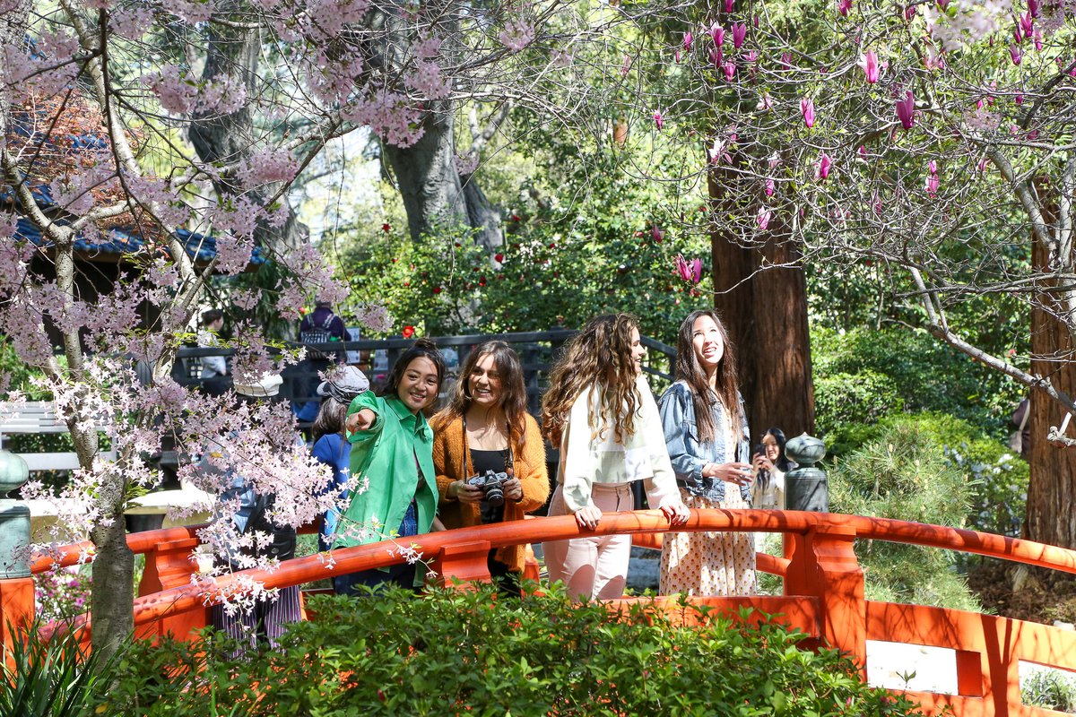 PEAK BLOOM 🌸 Both the #tulips and #cherryblossoms are at #peakbloom at Descanso! This is a great week to enjoy these beloved #spring flowers in the garden 🌷 #ExploreDescanso