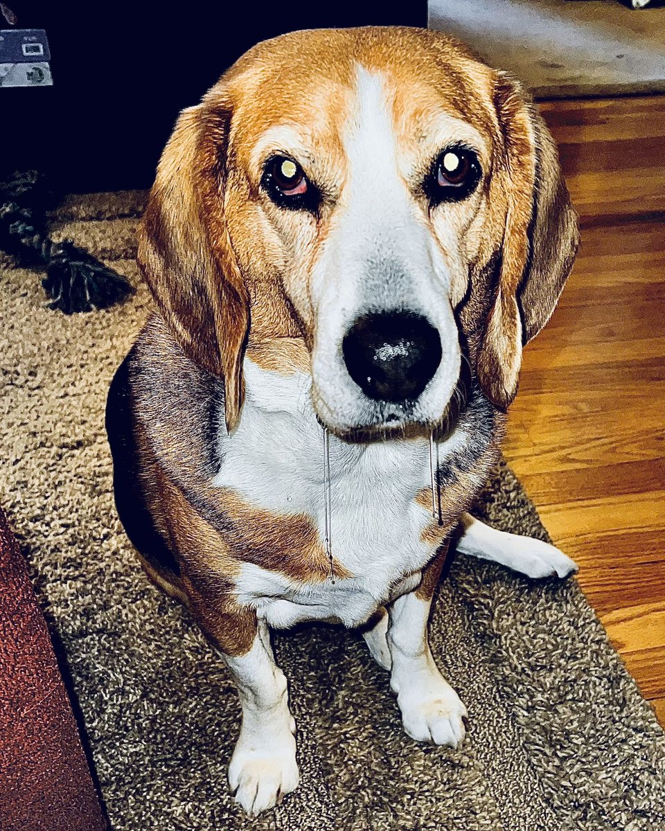 beagle_usa1's tweet photo. https://t.co/i9iTRo9vYE