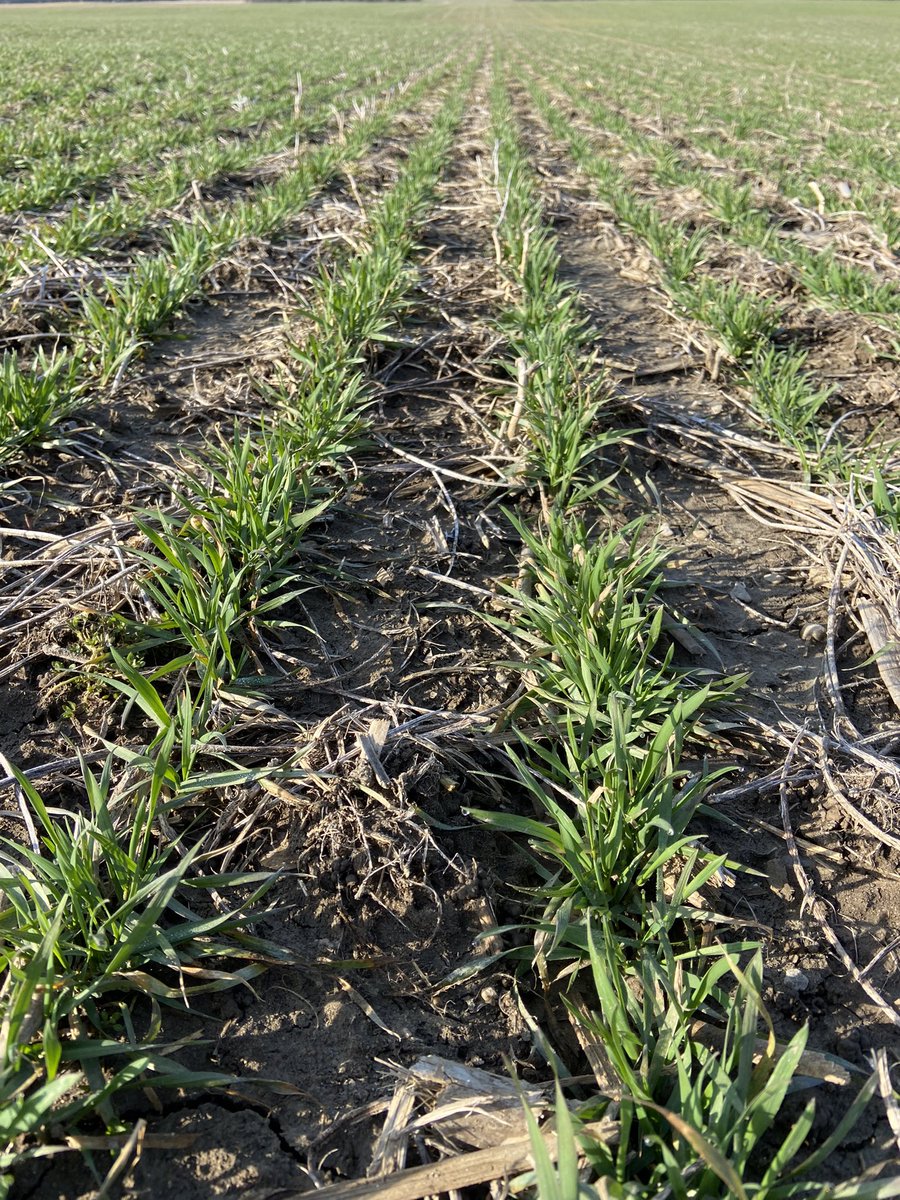 JoannaMWallace's tweet photo. Looks like wheat fert will be a go this week! While getting over it, take a look at stand counts for PGR needs. With the tiller counts I saw this am #Moddus is going to be an important tool this year. https://t.co/ZjfOgxrnnb