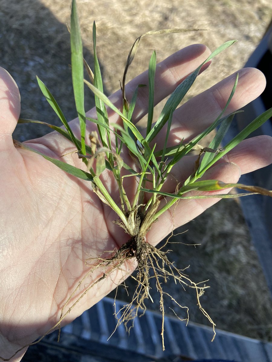 JoannaMWallace's tweet photo. Looks like wheat fert will be a go this week! While getting over it, take a look at stand counts for PGR needs. With the tiller counts I saw this am #Moddus is going to be an important tool this year. https://t.co/ZjfOgxrnnb