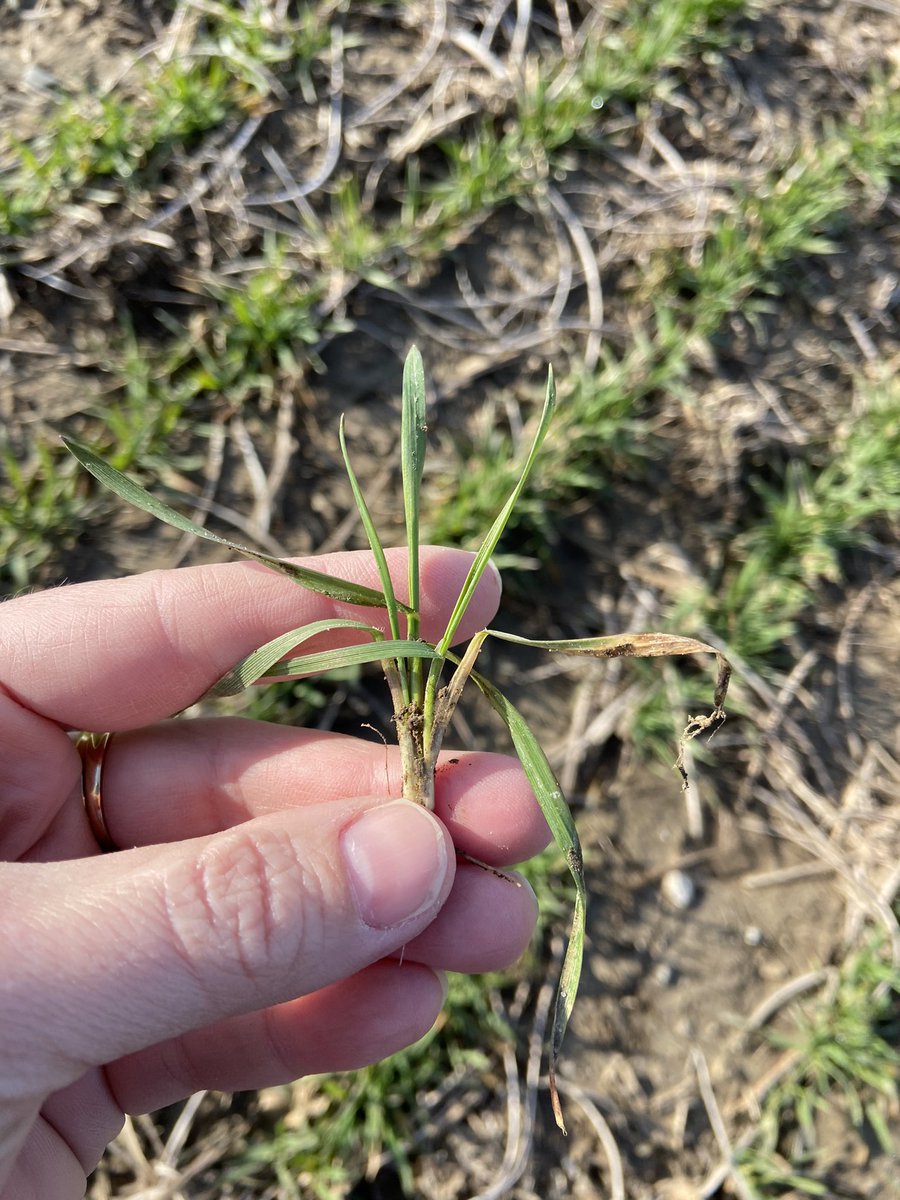 JoannaMWallace's tweet photo. Looks like wheat fert will be a go this week! While getting over it, take a look at stand counts for PGR needs. With the tiller counts I saw this am #Moddus is going to be an important tool this year. https://t.co/ZjfOgxrnnb