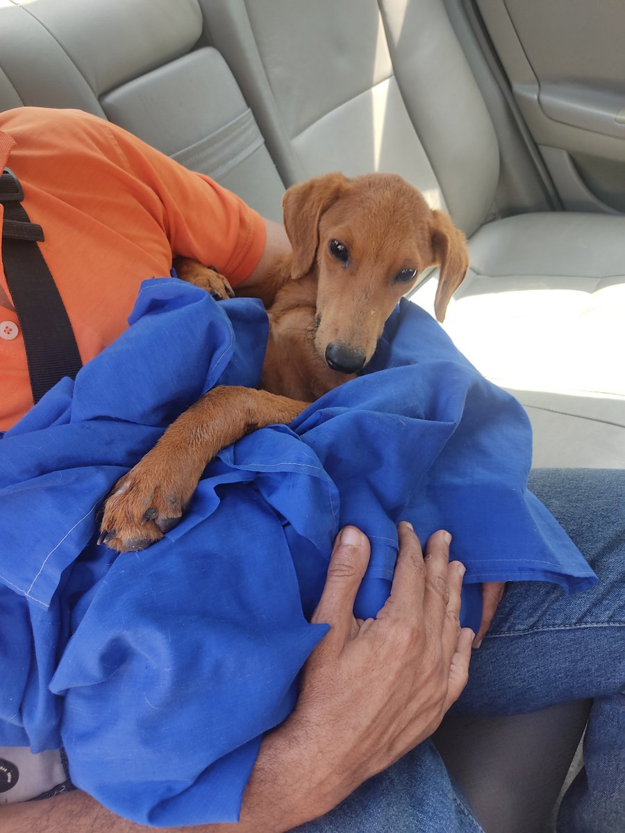 Buenos días, traslado y visita al veterinario a Caramelo, el 🐕 rescatado el sábado en Playa Parguito por nuestra amiga Leydi, <a href="/LeidyCarpio1980/">@leidycarpio1980</a>.