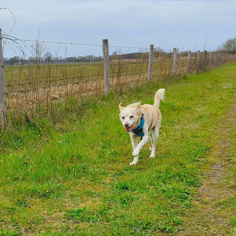 BasEnBobbie's tweet photo. Samen wandelen
Walk together
#wandelen #wandeling #samenwandelen #genieten #broertjes #lekkerlos #zonderhondenriem #walking #walk #walkingtogether #offtheleash #withoutdogleash #brothers #enjoy #rescuedog #rescuedogs https://t.co/yDIQInEU3n