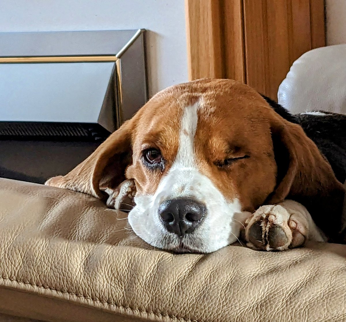 I will just lay here staring until the dog chocolate Easter egg is handed over...