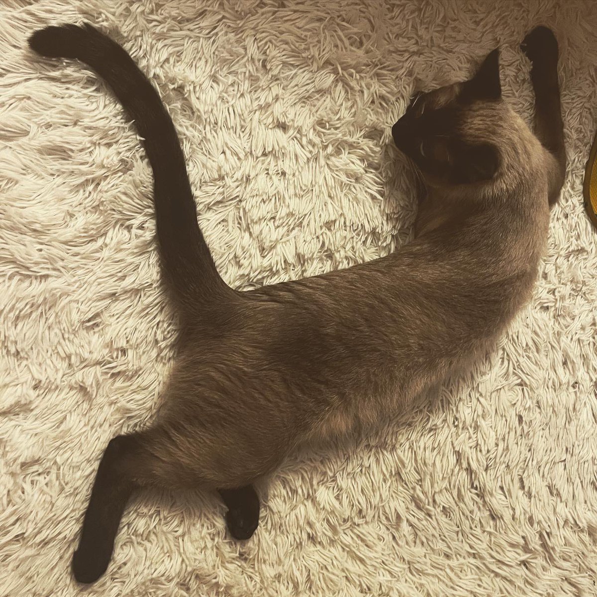 marco_macarena's tweet photo. @May__Cardoso @a_man_dona Nossa, achei que tinham roubado meu gato!! Ele tb faz yoga… 😅 https://t.co/nougL62tzk