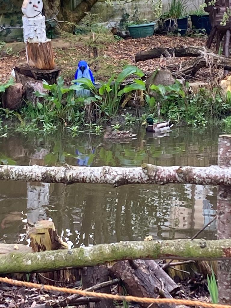 FriendsDrive's tweet image. Create an eco system and the animals will come... we've had tadpoles and frogs, squirrels and no end of beautiful birds entertaining us, but today two little ducks became the latest recruits to enjoyed our pond. Please stay...