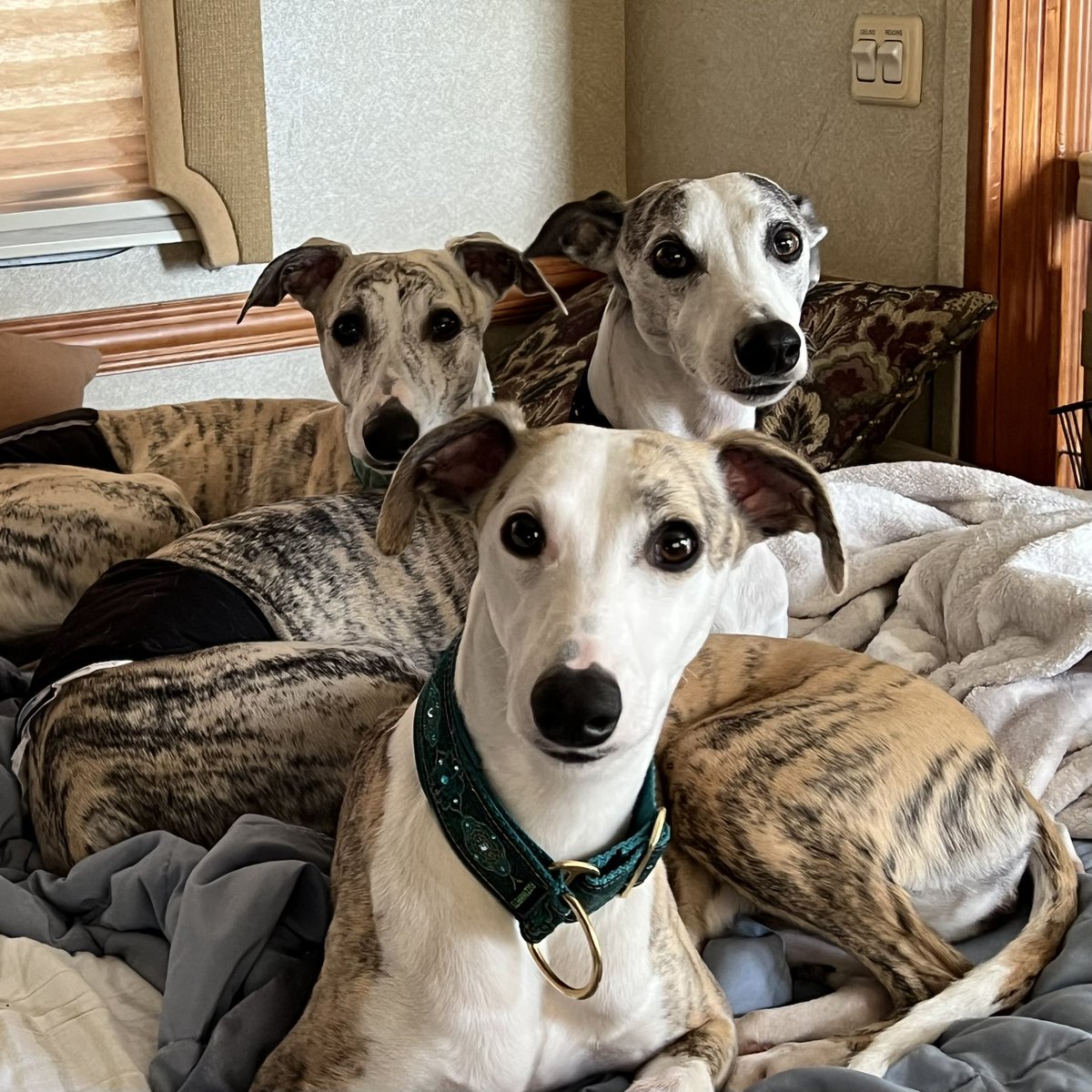 GeekyNurseKevin's tweet photo. Laziest whippets ever!  #houndsoftwitter #whippetnational https://t.co/NQrvTmz4ql