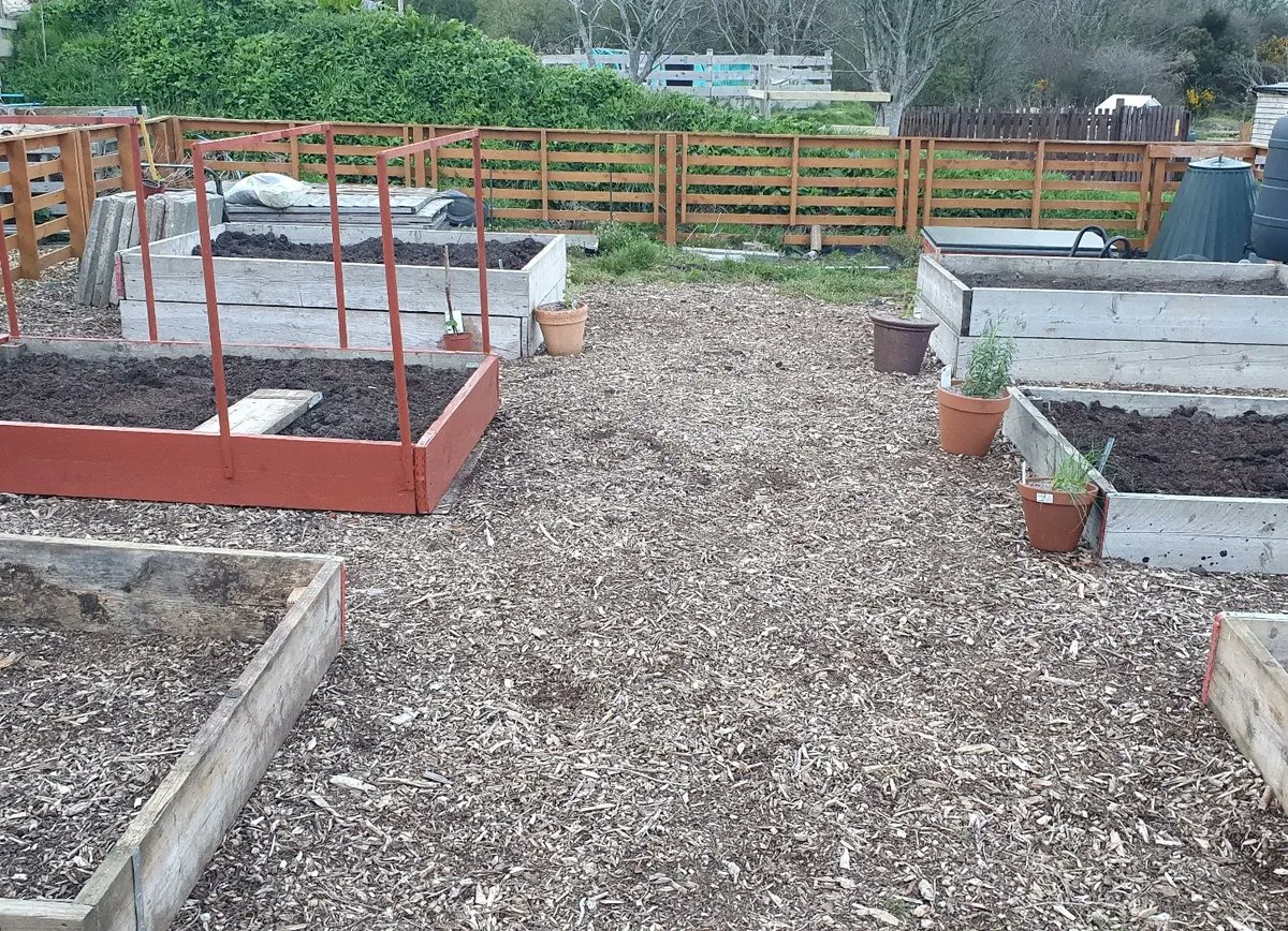 RobPentrefelin's tweet photo. Seven days ago, we were offered an allotment plot, prity barren and a little unloved.
After a busy few days there's new beds installed, manure carried in, potatoes, beans, peas  beetroot, spinach, garlic, red and white onions planted. #allotmentlife #allotment #growyourown #Gyo https://t.co/9wpjTujUs9