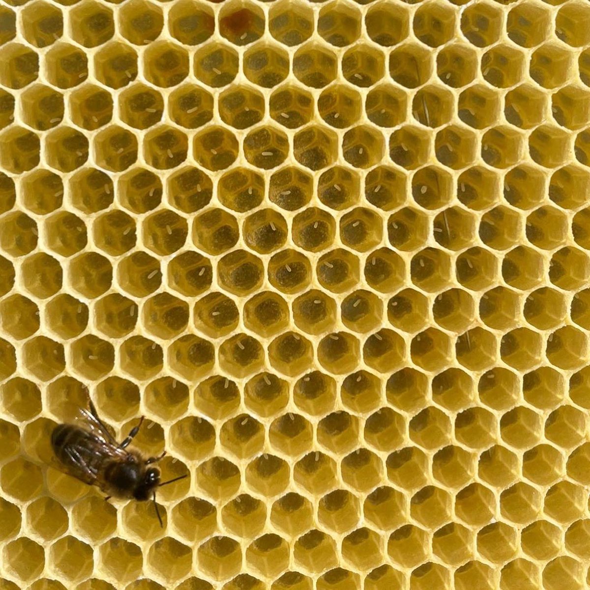 At our hives down in Wicklow over the weekend. All looking strong and healthy as the season begins and they build up on the oil seed rape #beekeeping #osr #pollinators #irishbees #amm #wicklow #openhive