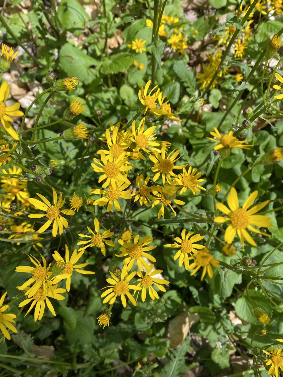 UrbanAdvSquad's tweet image. Sometimes investigations are super #hyperlocal. #Microscopes #HandsOnLearning #OutdoorEd #OutdoorEducation #ThisIsOutdoorLearning #NatureNearby @dcpublicschools @dcpcsb