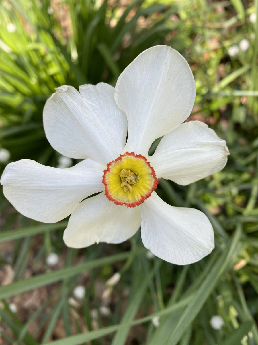UrbanAdvSquad's tweet image. Sometimes investigations are super #hyperlocal. #Microscopes #HandsOnLearning #OutdoorEd #OutdoorEducation #ThisIsOutdoorLearning #NatureNearby @dcpublicschools @dcpcsb