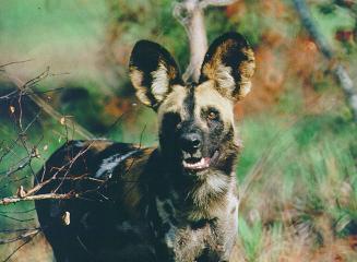 DoggoPy's tweet photo. Doggo Post: 7867
#gooddog https://t.co/fNZ6nliSOH