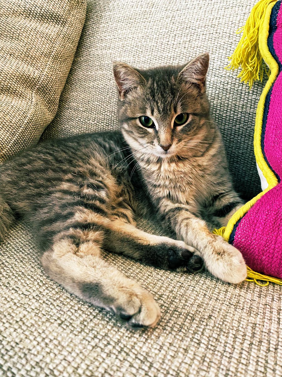 brignal3's tweet photo. my lil gas station rescue! meet QT! all kitty tips welcomed. https://t.co/UcUm1majEB
