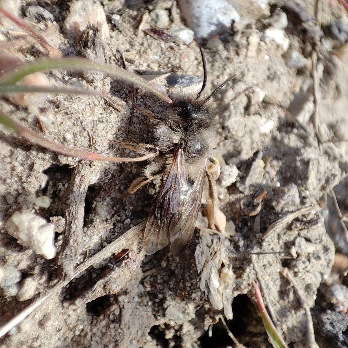 hjalterp's tweet photo. Spring at the brownfield - Sydhavnstippen Copenhagen. Aggregations of Andrena flavipes, A. nigroaenea and A. vaga #dknatur #urbannature https://t.co/YVVtDttFcU