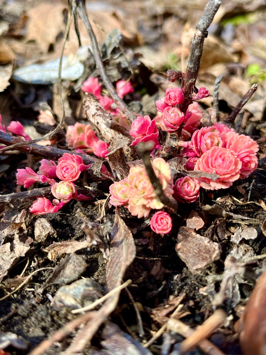 DianeMD_Calgary's tweet photo. After this weekend’s big snow melt, so nice to see first signs of hopeful garden life emerging.🌱☀️ Loads of tulips & Hepaticas to follow soon❣️
#yyc
#SpringIsLate
#naturelover https://t.co/IvwEjUZov6