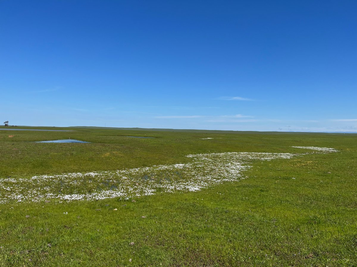 Dr. Waselkov's (<a href="/KWaselkov/">Kate Waselkov</a>) BIOL 125 Plant Taxonomy class recently visited the Merced Vernal Pools Reserve! It was a windy but pretty day to collect some plants for the Fresno State Herbarium. #experientiallearning #botany #plants #taxonomy #STEM <a href="/Fresno_State/">Fresno State</a> <a href="/CSMfresno/">College of Science and Mathematics</a>