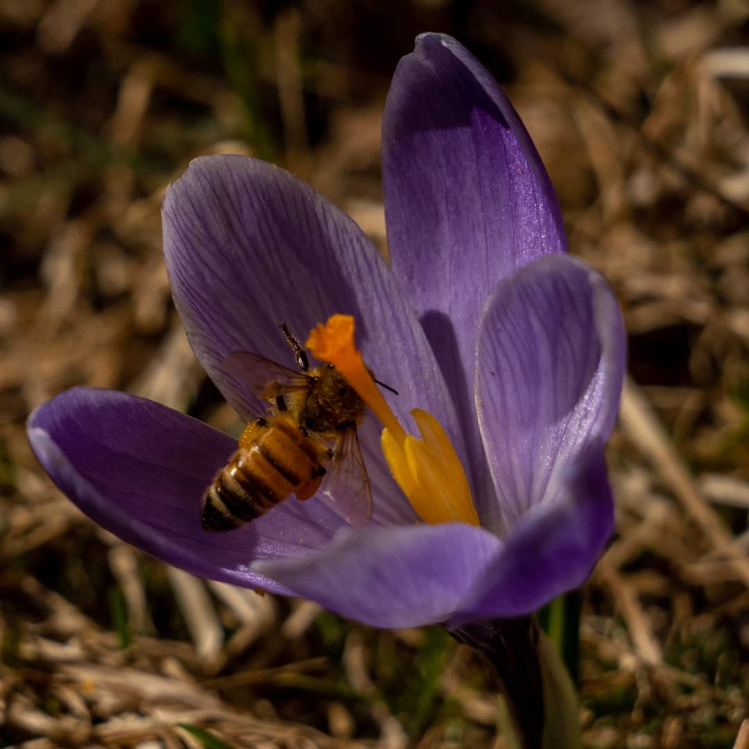 PapaWilska's tweet photo. Vaikuttaisi siltä että kevät on täällä. #kevaet #firstspringday #fuckwinter #fuckluontokato #hyönteiset https://t.co/e4PWPZ1kdT