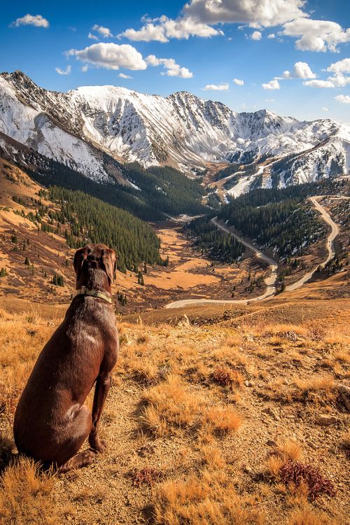 AnteroAuto21's tweet photo. It’s #NationalPetDay tomorrow! Giving you 24-hours warning so you can take the cutest pic of your pet possible (or search for it in the thousands of camera roll pictures you have). Drop a picture of your pets below! https://t.co/UCUs9ZAtqq