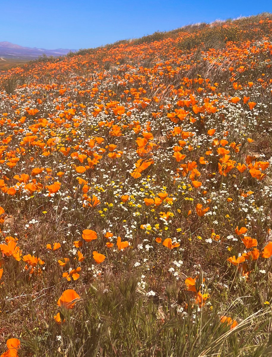 Christian Alvarez tweet media