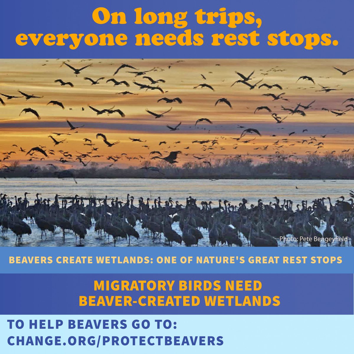 On long journeys, everyone needs rest stops. #protectbeavers Sign the petition here: change.org/protectbeavers