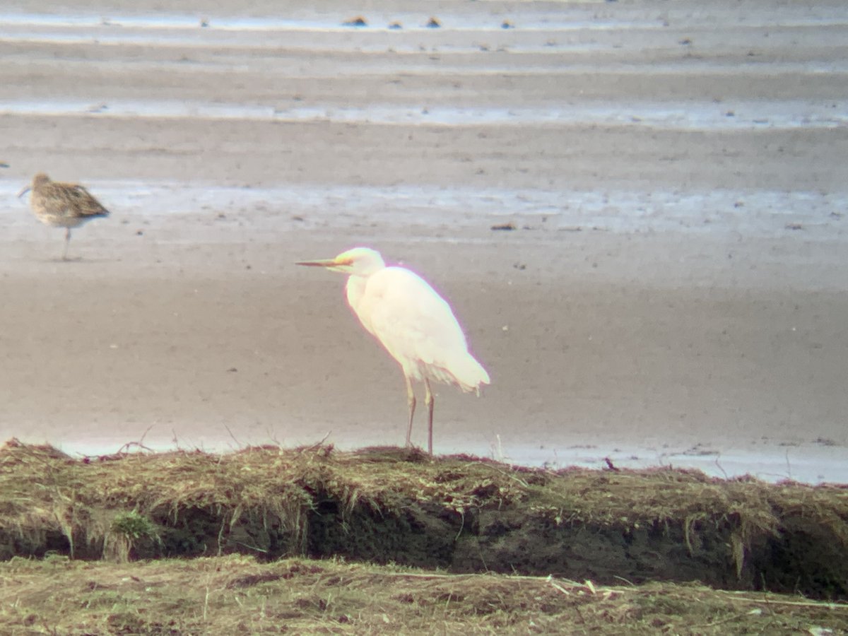 BirdingScot's tweet photo. Delighted to come across this cracking Great White Egret on the Eden Estuary this afternoon!! Cool to see some breeding colours on the bill and lores too. Presumably the Letham pools bird @blairbirder had this morning @FifeBirdNews #patchtick https://t.co/EMrq3O4AVD