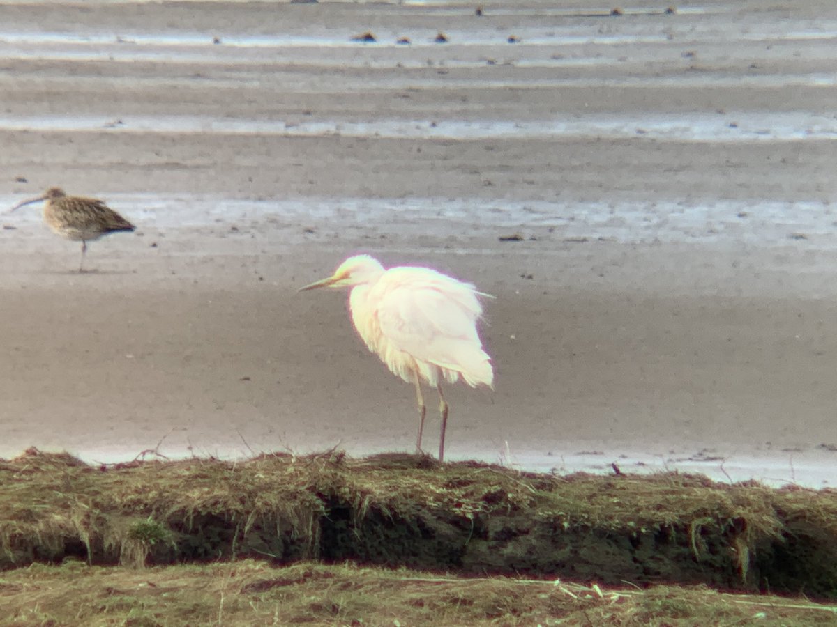 BirdingScot's tweet photo. Delighted to come across this cracking Great White Egret on the Eden Estuary this afternoon!! Cool to see some breeding colours on the bill and lores too. Presumably the Letham pools bird @blairbirder had this morning @FifeBirdNews #patchtick https://t.co/EMrq3O4AVD