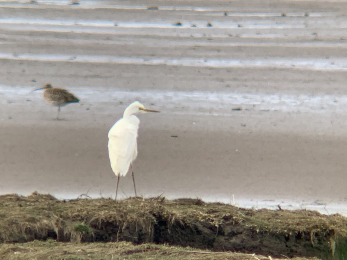 BirdingScot's tweet photo. Delighted to come across this cracking Great White Egret on the Eden Estuary this afternoon!! Cool to see some breeding colours on the bill and lores too. Presumably the Letham pools bird @blairbirder had this morning @FifeBirdNews #patchtick https://t.co/EMrq3O4AVD
