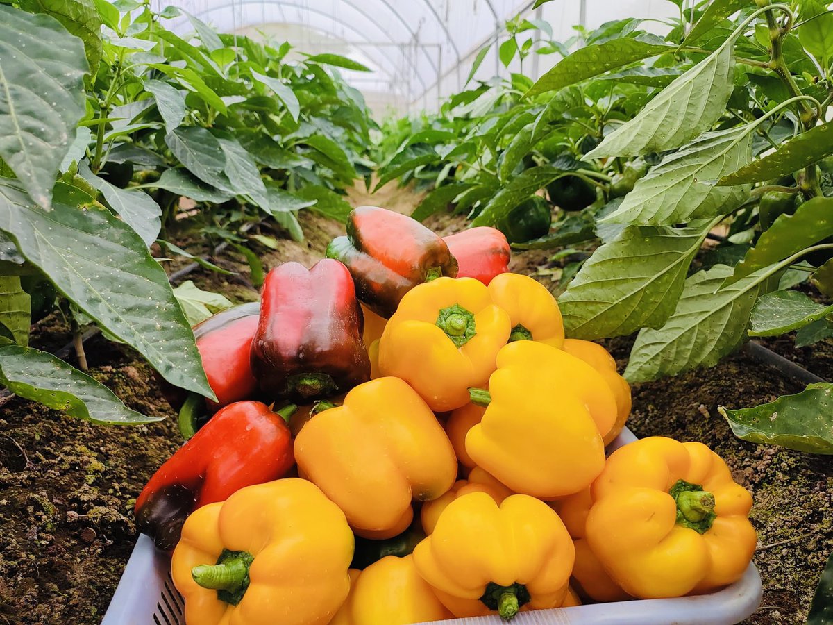 musse408's tweet image. SomaliFarmer 🇸🇴

My mission is to produce quality vegetables and ensure that there is no seasonal breakdown in the country&apos;s vegetables. #HungerFree.