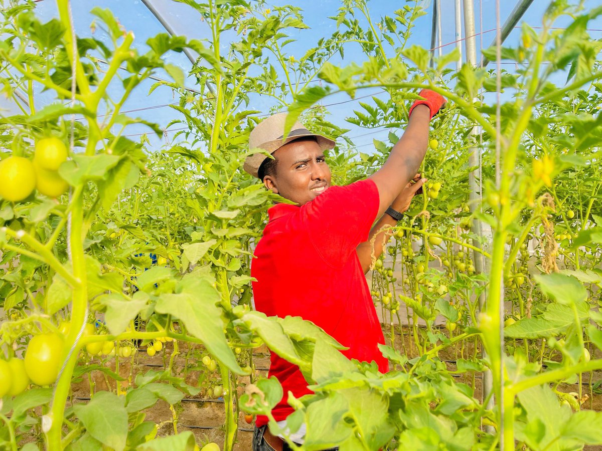 musse408's tweet image. SomaliFarmer 🇸🇴

My mission is to produce quality vegetables and ensure that there is no seasonal breakdown in the country&apos;s vegetables. #HungerFree.