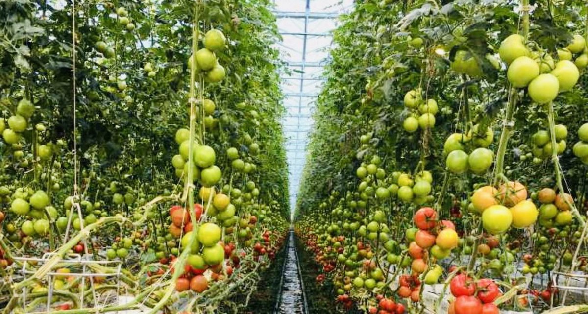 musse408's tweet image. SomaliFarmer 🇸🇴

My mission is to produce quality vegetables and ensure that there is no seasonal breakdown in the country&apos;s vegetables. #HungerFree.