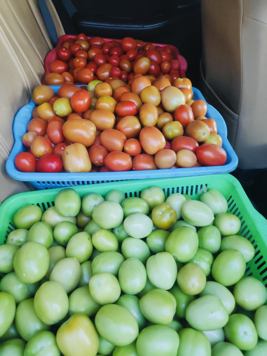 musse408's tweet image. SomaliFarmer 🇸🇴

My mission is to produce quality vegetables and ensure that there is no seasonal breakdown in the country&apos;s vegetables. #HungerFree.