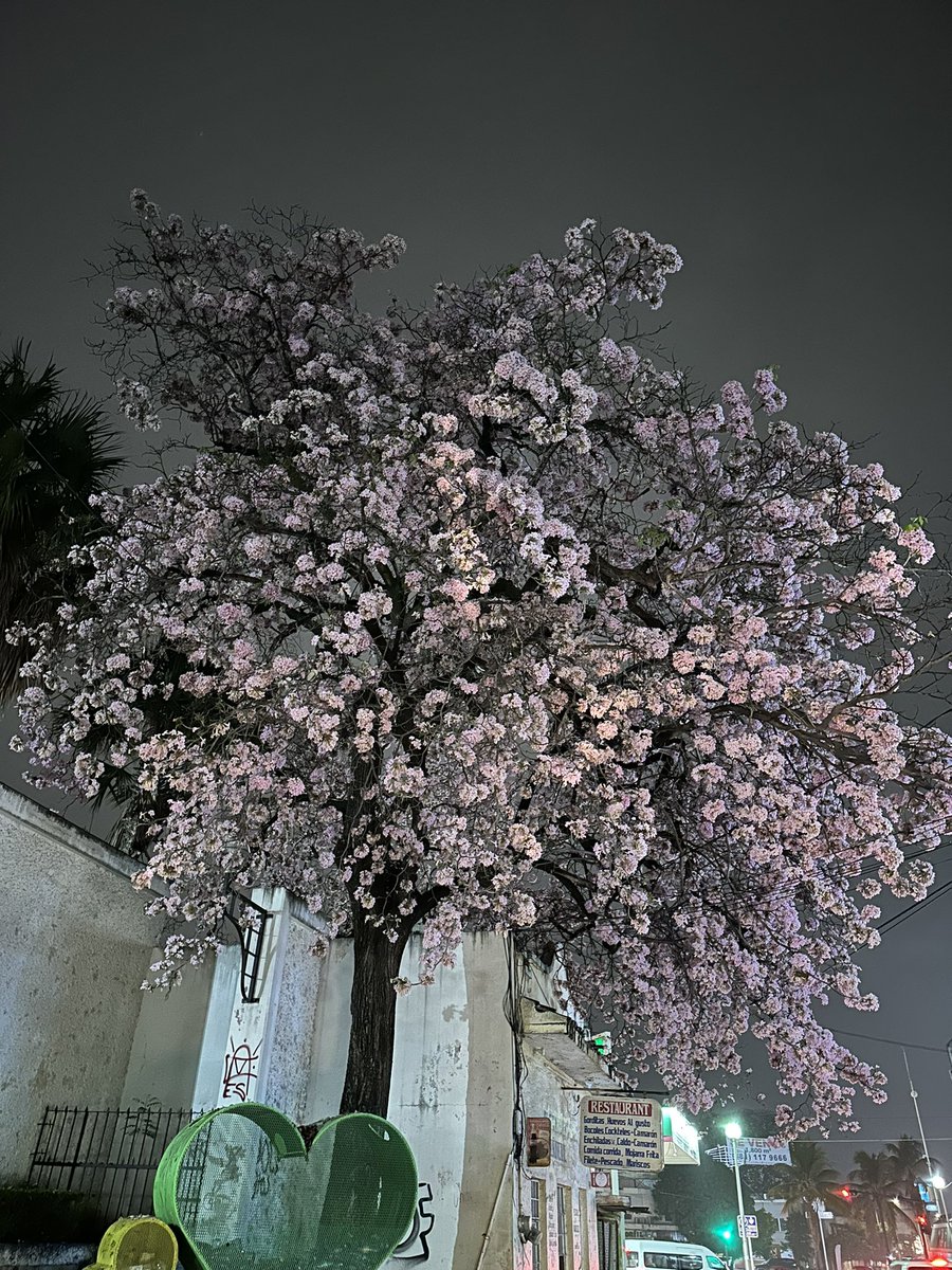 payfresamango's tweet photo. #HuastecaPotosina #PalodeRosa #arboles #Primavera https://t.co/xHaaosCSXh