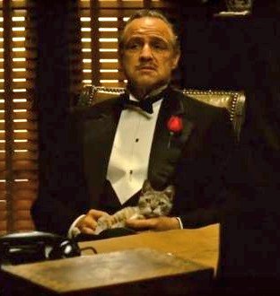 mariomojc's tweet photo. 15. El gato de Don Vito en “El Padrino”, no estaba en el guión. Era un gato callejero que rondaba por el set y Marlon Brando se encariñó con él, por lo que Francis Ford Coppola decidió agregarlo.

De hecho, cortaron escenas de Brando porque el gato no dejaba de ronronear. https://t.co/FOHFUQyChv