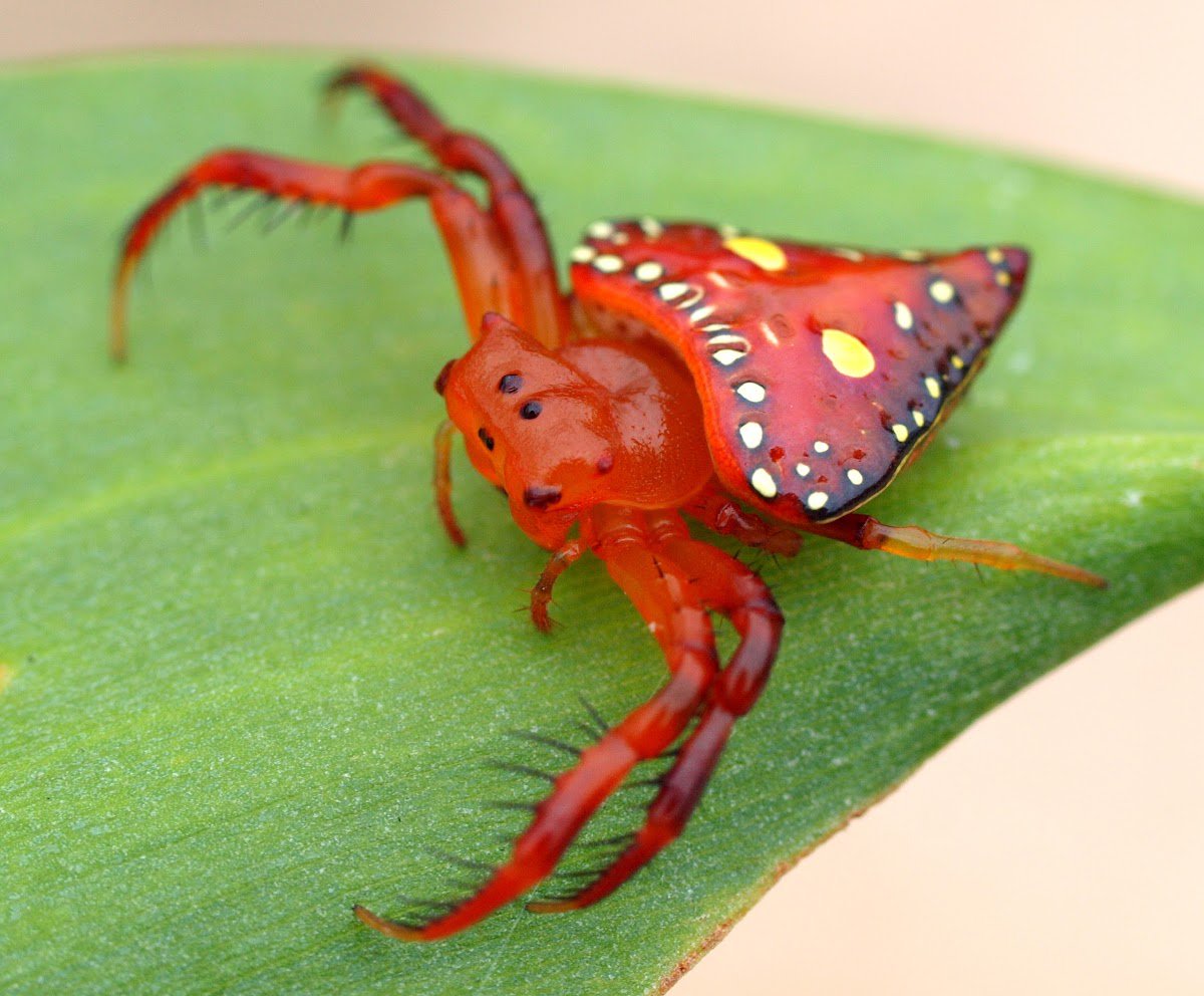 Weird_AnimaIs's tweet photo. The triangular spider.

(Photo Mac Christiansen) https://t.co/PRX3rUmXiU