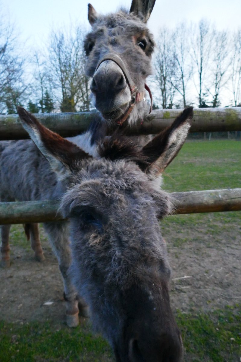draussenbilder's tweet photo. Neben Alpakas gibt es in diesem begehbaren Streichelzoo in Ruschwedel @lkstade auch Schafe, Ziegen, Esel und Federvieh. Die Besitzer, ein nettes Senioren-Paar, bitten lediglich um eine kl Spende. Die 🚂EVB hält nebenan. #harsefeld #apensen https://t.co/DJ78YWb3oh