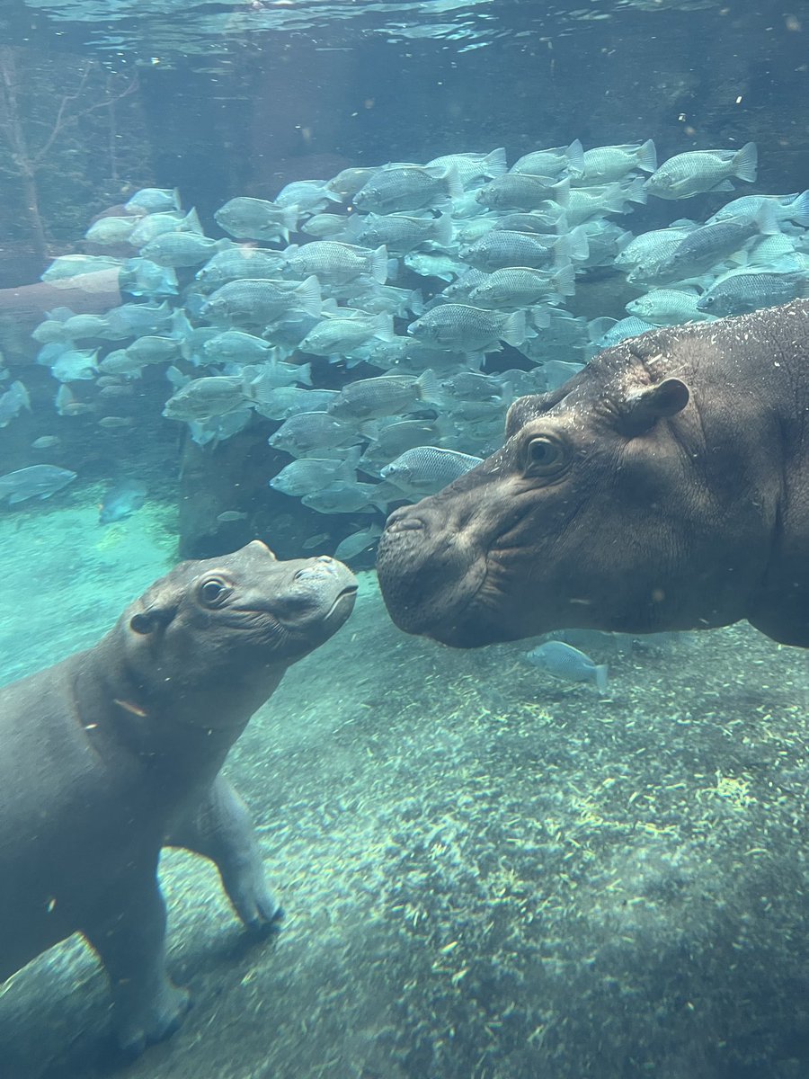 Happy National Siblings Day from Fiona and Fritz!