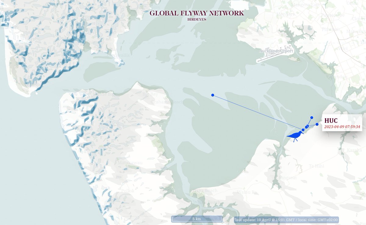 Red #Knot HUC was seen yesterday in the Manukau Harbour, and on globalflywaynetwork.org/flyway/east-as… you can see it moves around across the #Manukau from #Auckland Airport. Hopefully it will show us some fantastic #migration too, soon!
@BattleyPhil @miranda_trust @OSNZBirdsNZ