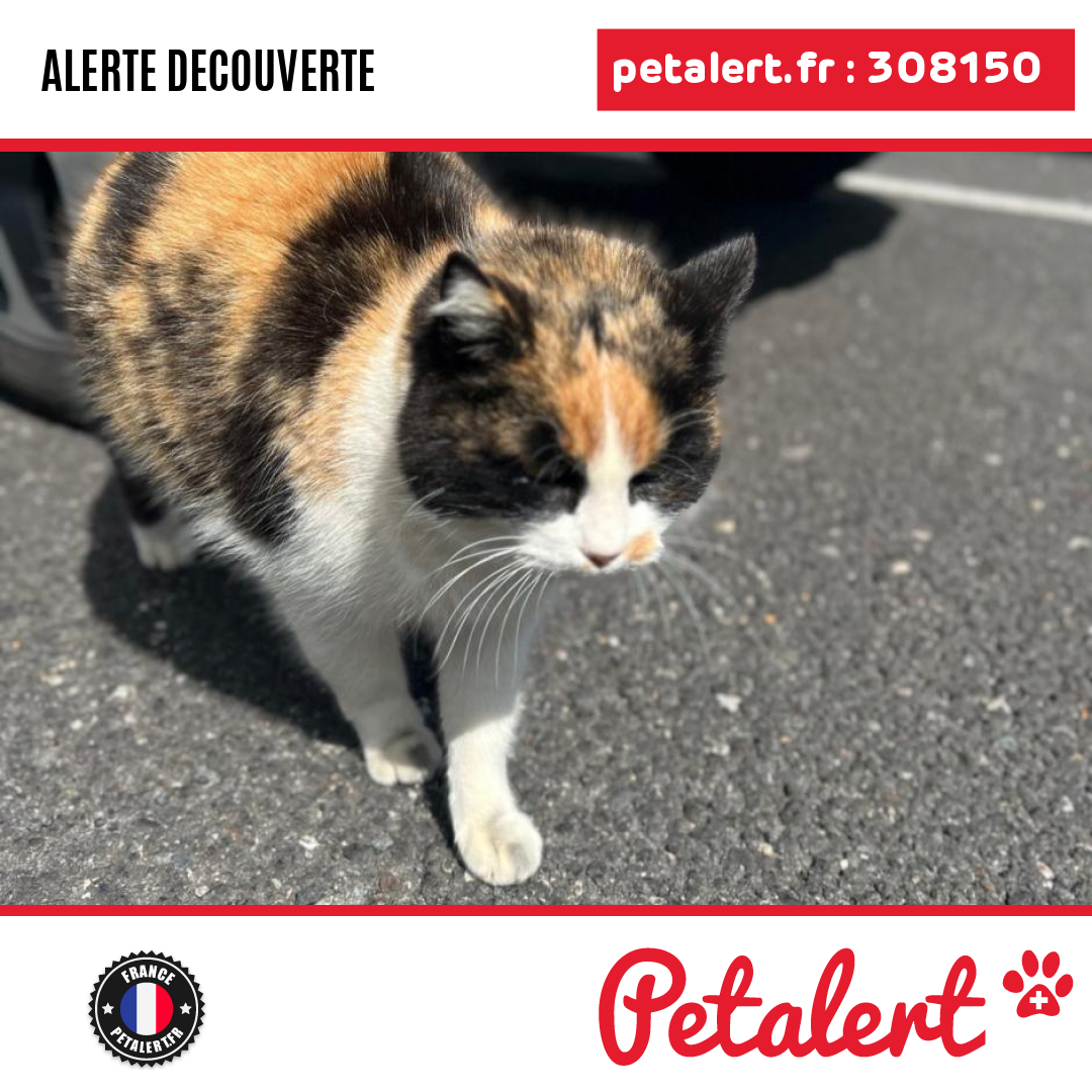 petalert_france's tweet photo. Trouvé #Chat #Aude #Narbonne #Petalert #PetAlert11 / https://t.co/6j6sAeIcZ5 https://t.co/cTo8GpKE98
