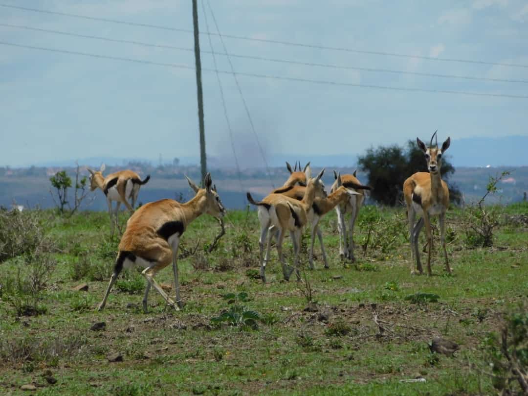 TWFkenya's tweet photo. The conservancy is back to life with plenty of wildlife @KWCAKenya @ConservationKen @FoNNaPKenya https://t.co/1BZYZfXu6u