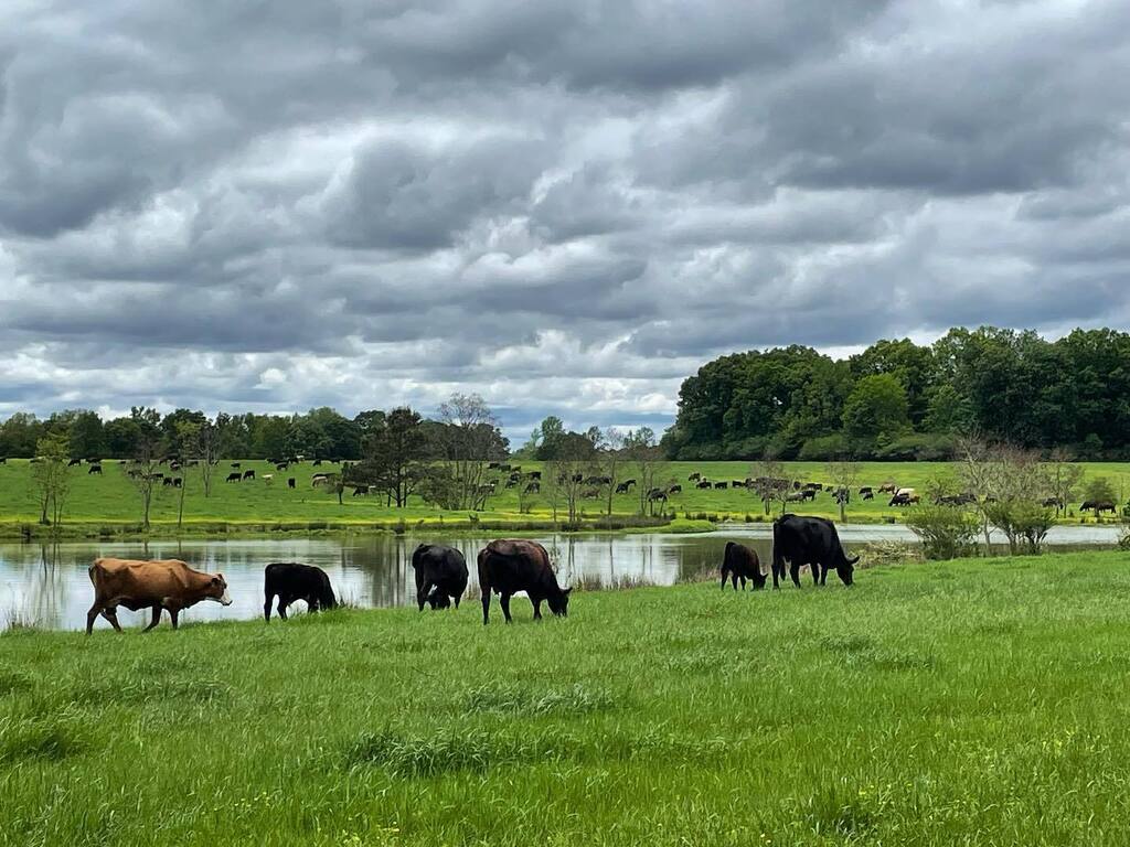 There is so much beauty after a storm. Lately I’ve been truly grateful for #springtime because this past winter was a tough one. Now our cattle are worked, meaning they’ve had their  first round of vaccinations and deworming, grass is growing, calves are… instagr.am/p/Cq3S2TzOwNI/