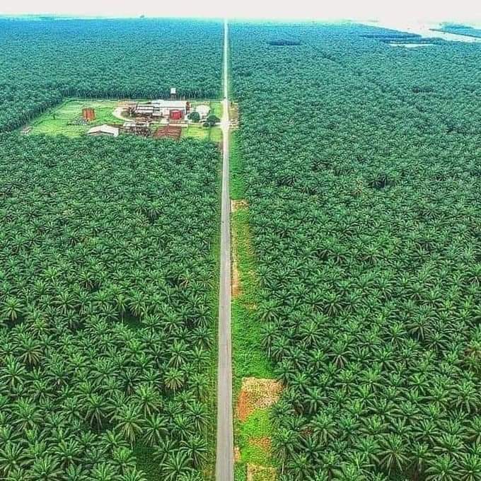 Ada Palm Plantation, Nigeria 🇳🇬