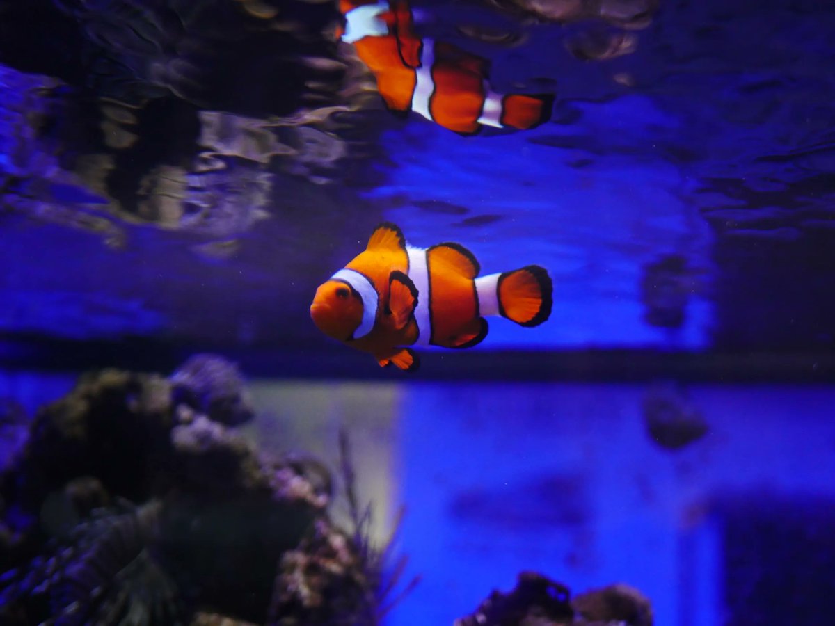jamiascreative's tweet photo. Use these #contentmarketing ideas to increase sales for your fish store: https://t.co/eij1MXvU2B #jamiascreative #aquascaping #marketingtips #fishkeeping https://t.co/NyoGWPQik6