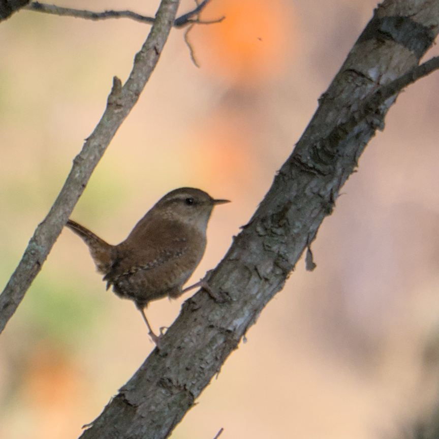 AegonV's tweet photo. Cargolet | Chochín
#EurasianWren #Troglodytes_troglodytes #Cargolet #Chochín
#Nikon #amateurphotography #birding #birdingphotography
#natura #nature #naturaleza #Birds #Ocells #Aves #tamron #birdingcatalunya https://t.co/KDtbww4Fqz