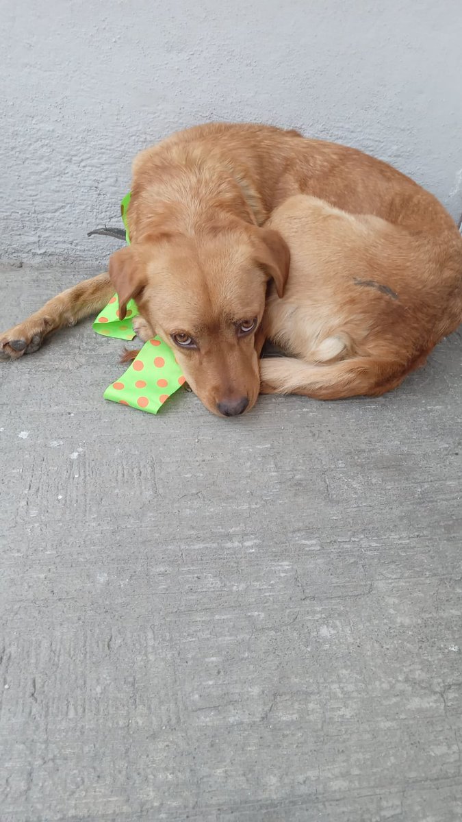 pat1tassinhogar's tweet photo. Nos piden apoyo para compartir!
Hembra tipo labrador. Se llama Canela, de aprox 1 año. Se resguardó para esterilizar y sólo tiene hasta el miércoles o de lo contrario volverá a la calle. Es tranquila y amigable. 
Tequex, Tlalnepantla, #Edomex 
Nos apoyan con RT.
Cel. 5520212665 https://t.co/5taoOGTE8y