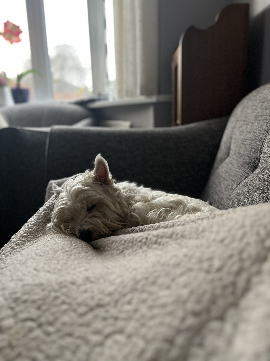 Ivy (@westieivy) / Posts / X