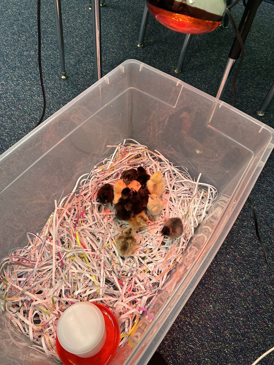 15 new Green Explorers have been hatched over the past 24 hours! Welcome to the fam, chickadees! <a href="/greenexplorers/">Green Elementary</a> 🐥 🐣