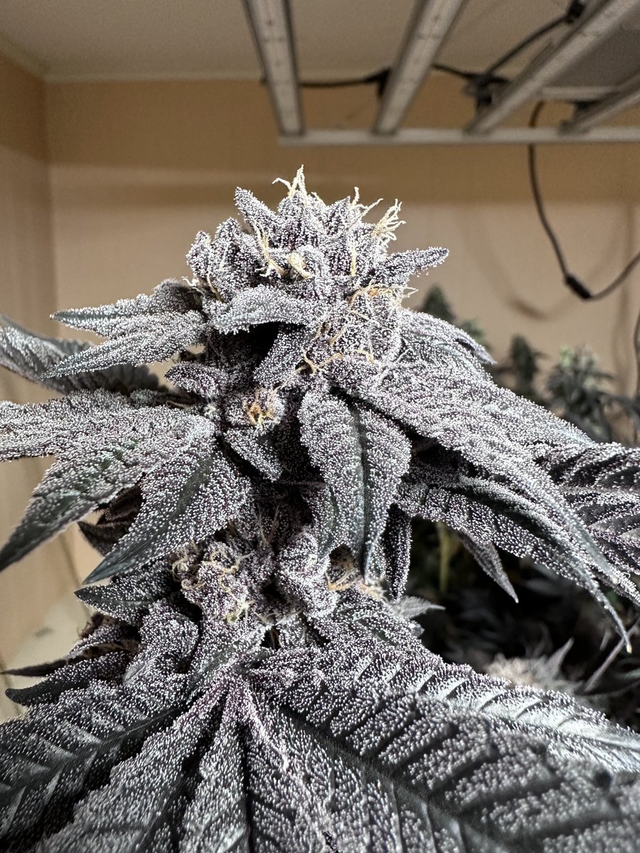 GHGenetics's tweet photo. GuardDawg F3 has an amazingly distinct aroma while maintaining some awesome nug structure, a favorite among new and experienced growers alike
Link in Bio

#Greenhandgenetics #Mmemberville #JGYO #MMJ #Homegrown #Garden https://t.co/SxZIq0buCc