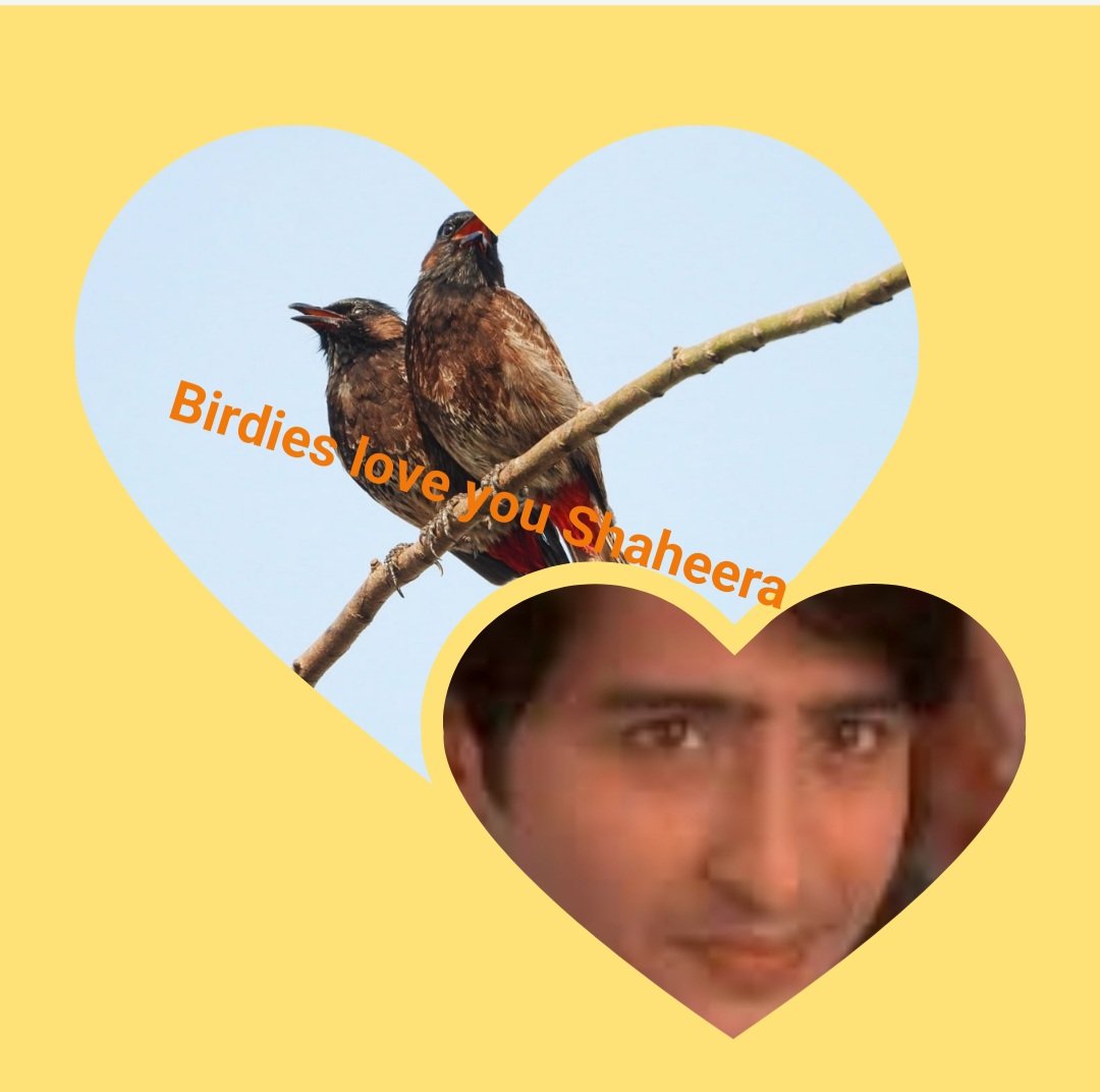 A nest we built with every twig of care ,friendship ,trust respect & love 🥰🥰
Tweet tweet chatter chatter just to say 
Birdies Love You so much 🤗🤗🫶🫶❤️❤️
@Shaheer_S 
#ShaheerSheikh 
#LoveIsAllWeNeed 
#Birdies